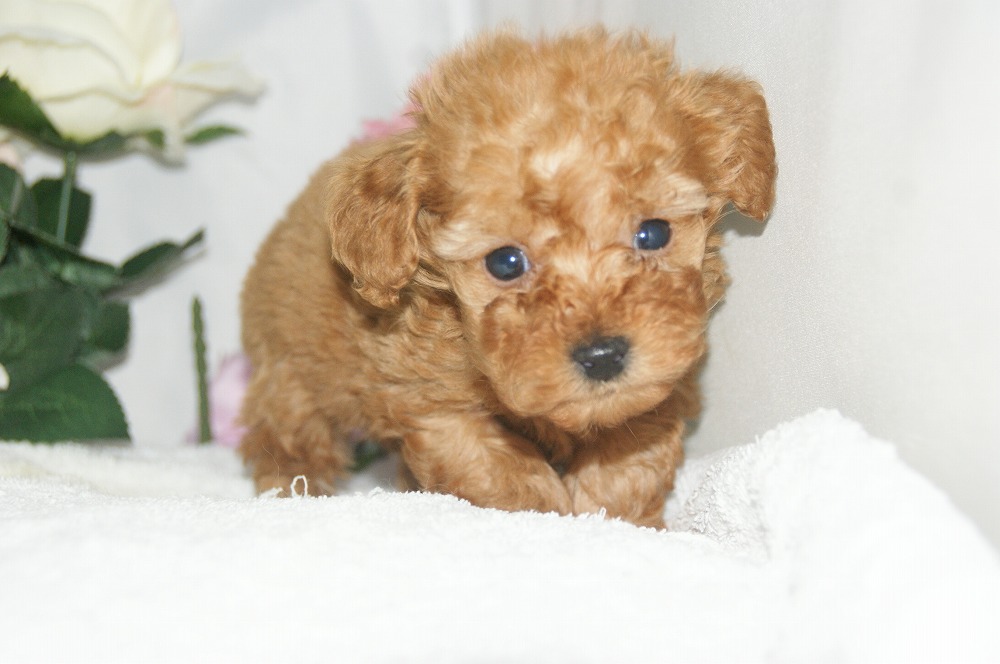 宮城県ペットショップ/ペットショップ鈴花　子犬情報／トイプードル