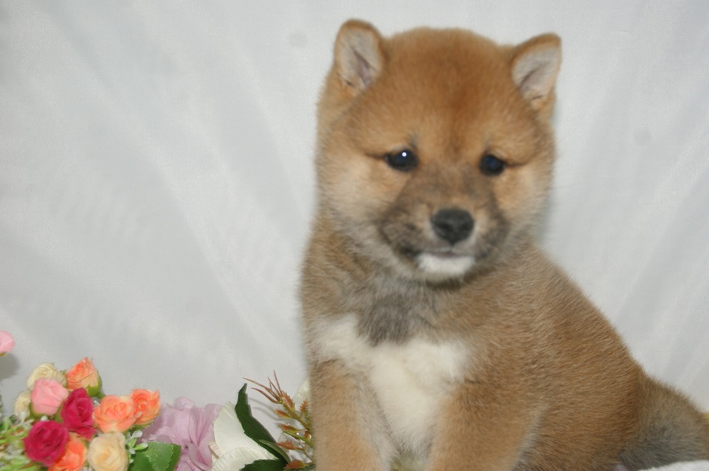 宮城県ペットショップ/ペットショップ鈴花　子犬情報／柴犬