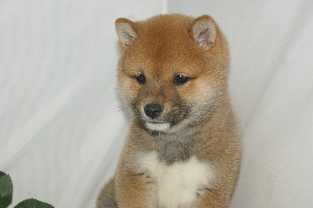 宮城県ペットショップ/ペットショップ鈴花　子犬情報／柴犬