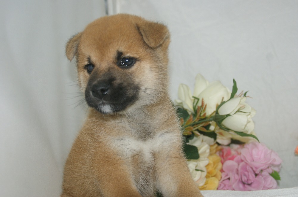 宮城県ペットショップ/ペットショップ鈴花　子犬情報／柴犬