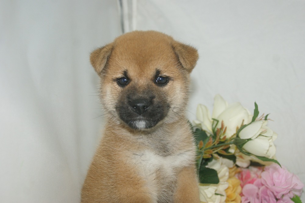 宮城県ペットショップ/ペットショップ鈴花　子犬情報／柴犬