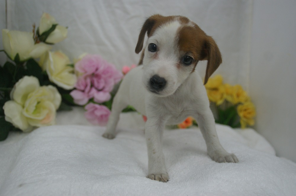 宮城県ペットショップ/ペットショップ鈴花　子犬情報／ジャックラッセルテリア犬