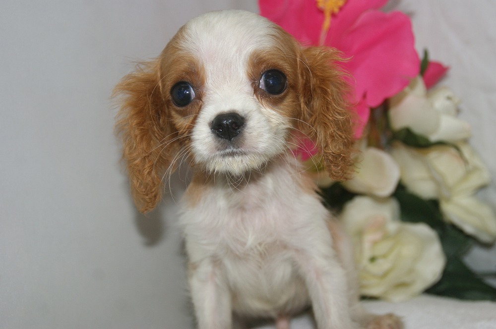 宮城県ペットショップ/ペットショップ鈴花　子犬情報／キャバリア