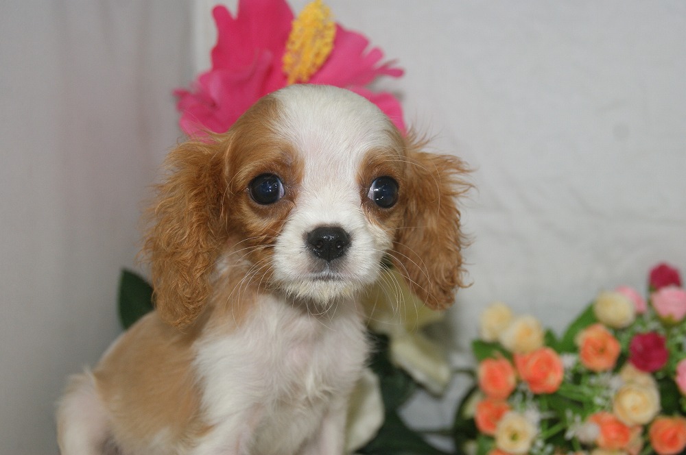 宮城県ペットショップ/ペットショップ鈴花　子犬情報／キャバリア