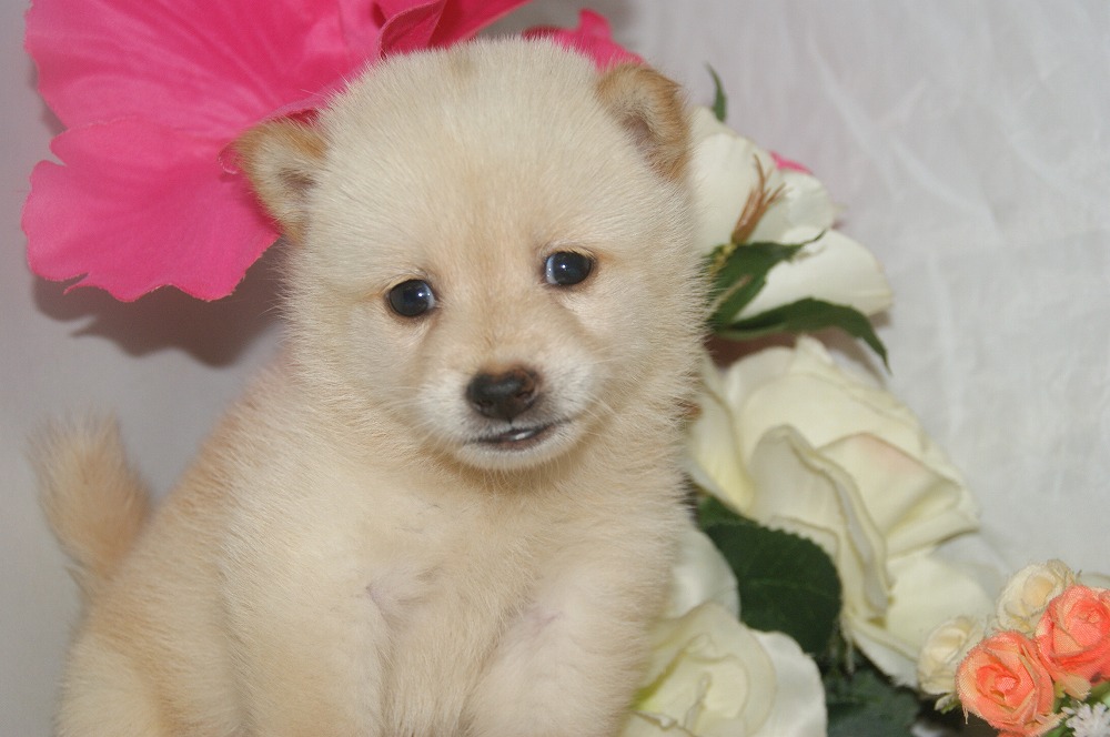 宮城県ペットショップ/ペットショップ鈴花　子犬情報／豆柴