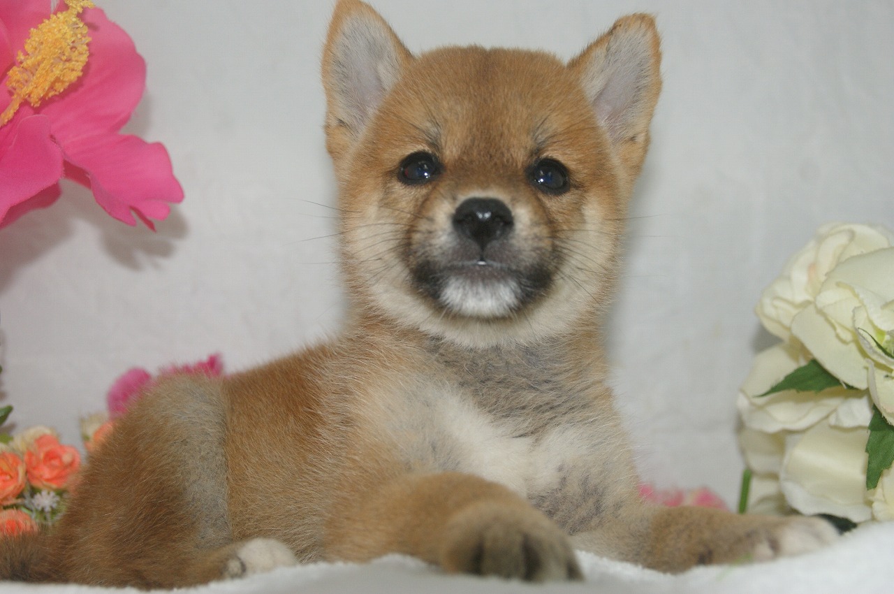 宮城県ペットショップ/ペットショップ鈴花　子犬情報／豆柴