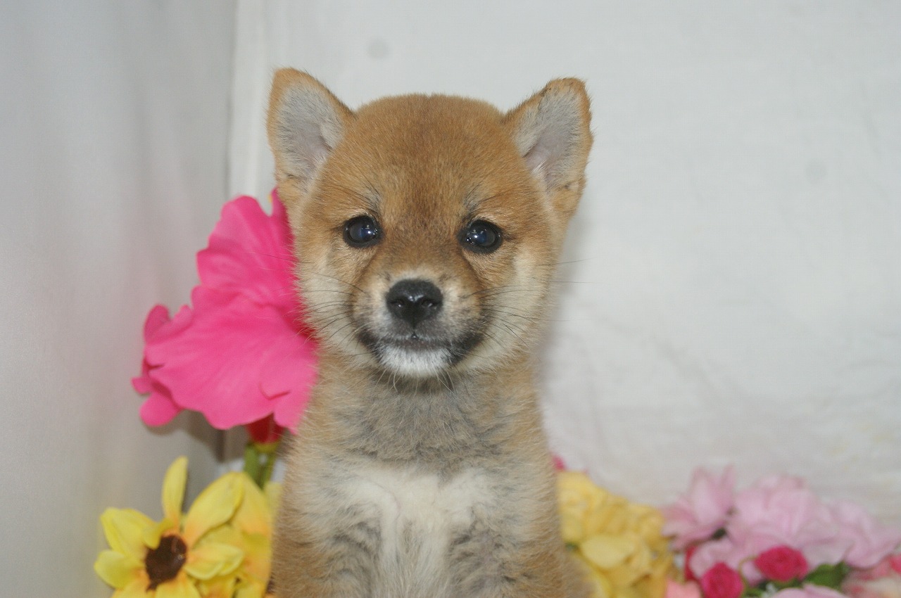 宮城県ペットショップ/ペットショップ鈴花　子犬情報／豆柴