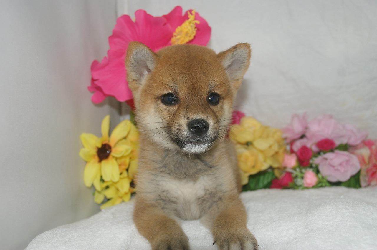 宮城県ペットショップ/ペットショップ鈴花　子犬情報／豆柴