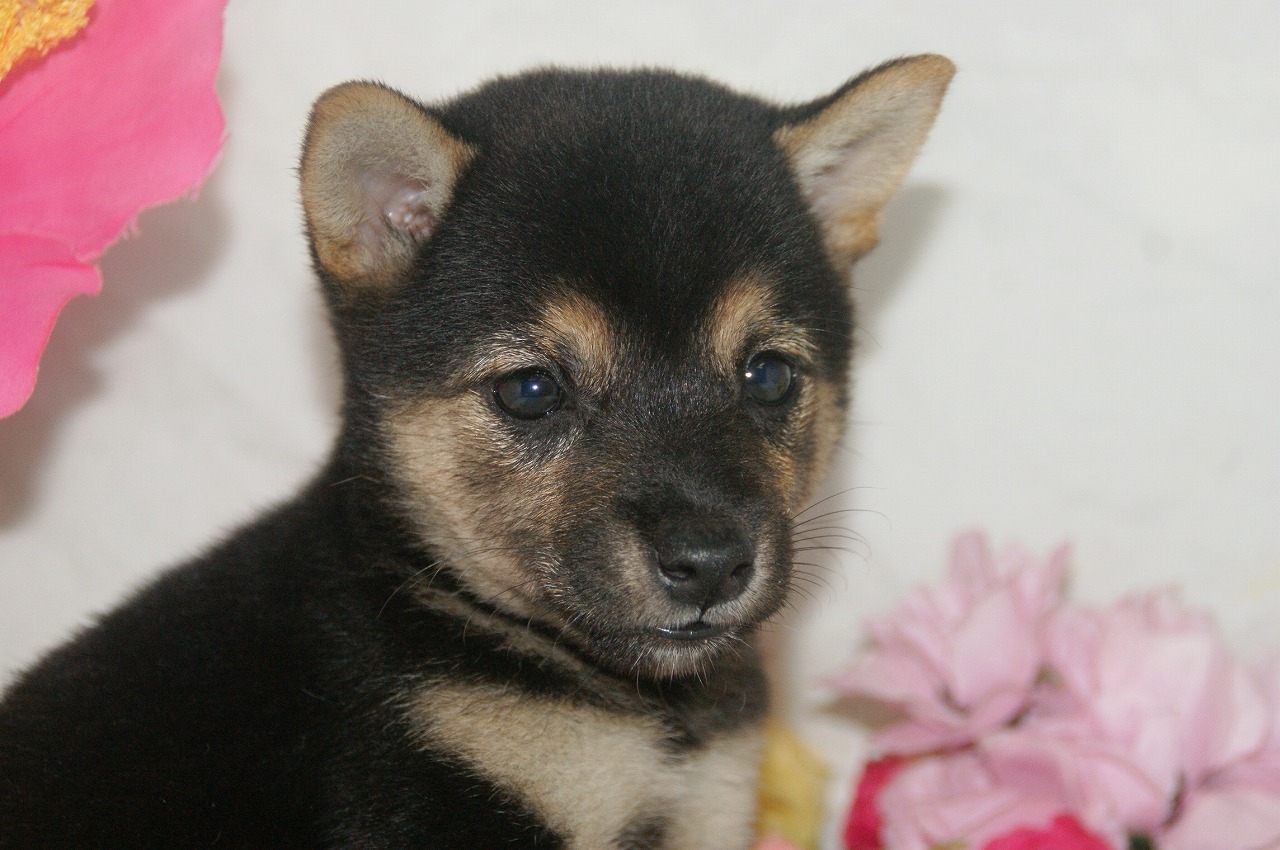 宮城県ペットショップ/ペットショップ鈴花　子犬情報／豆柴