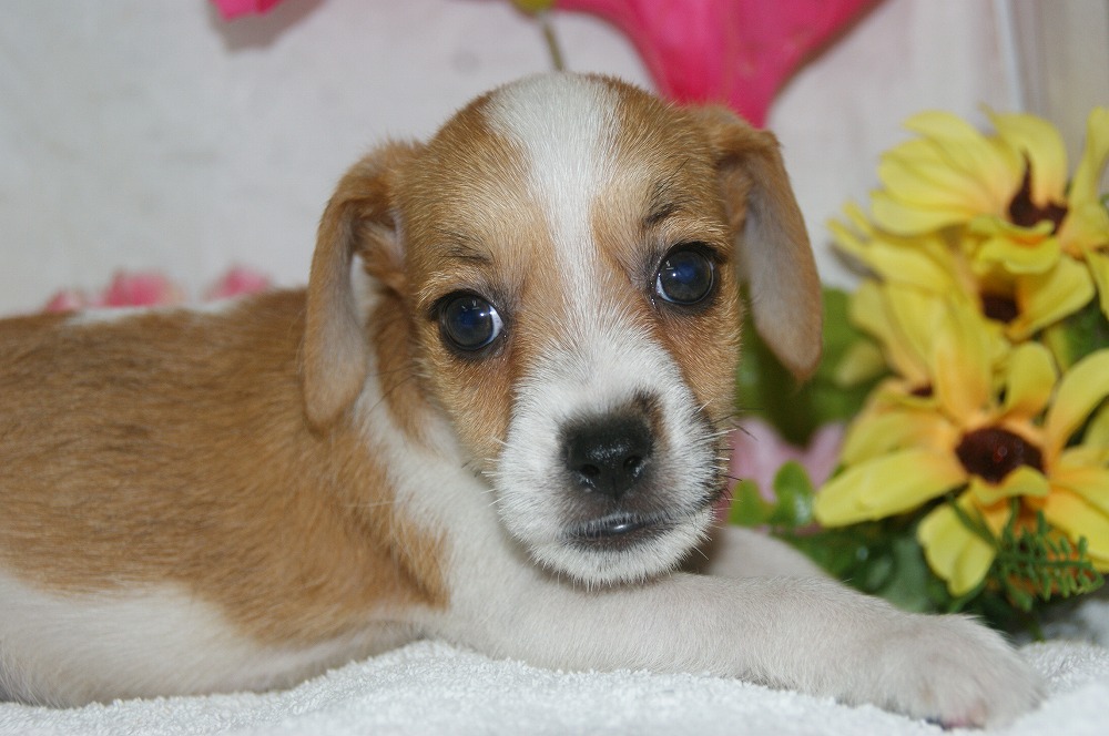 宮城県ペットショップ/ペットショップ鈴花　子犬情報／ジャックラッセルテリア犬