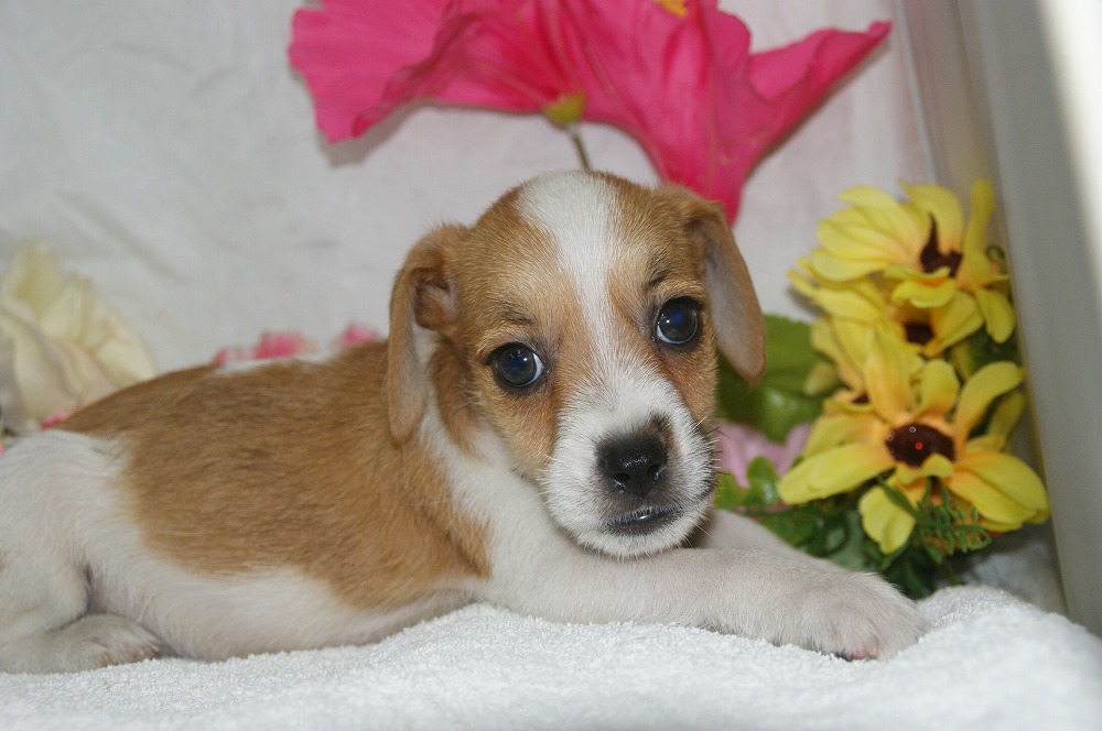 宮城県ペットショップ/ペットショップ鈴花　子犬情報／ジャックラッセルテリア犬