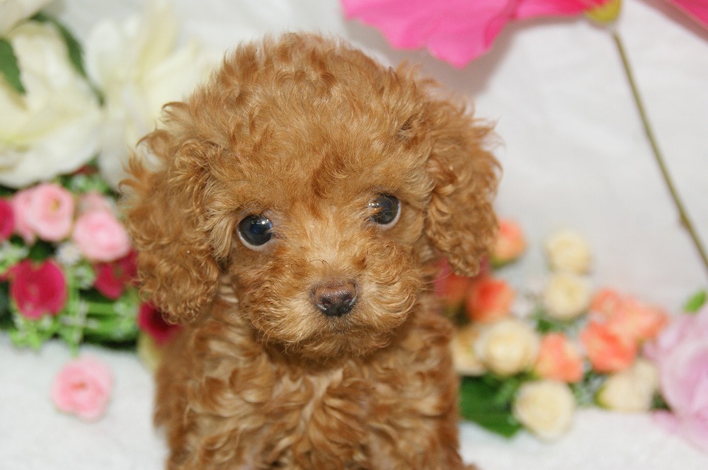 宮城県ペットショップ/ペットショップ鈴花　子犬情報／