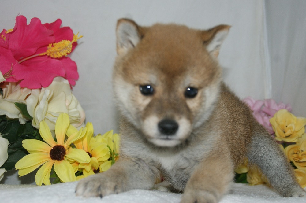 宮城県ペットショップ/ペットショップ鈴花／豆柴子犬