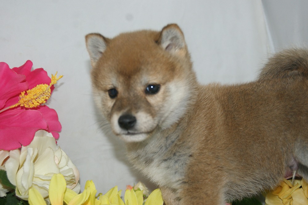 宮城県ペットショップ/ペットショップ鈴花　子犬情報／豆柴