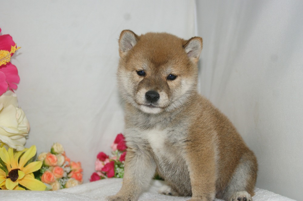 宮城県ペットショップ/ペットショップ鈴花　子犬情報／豆柴