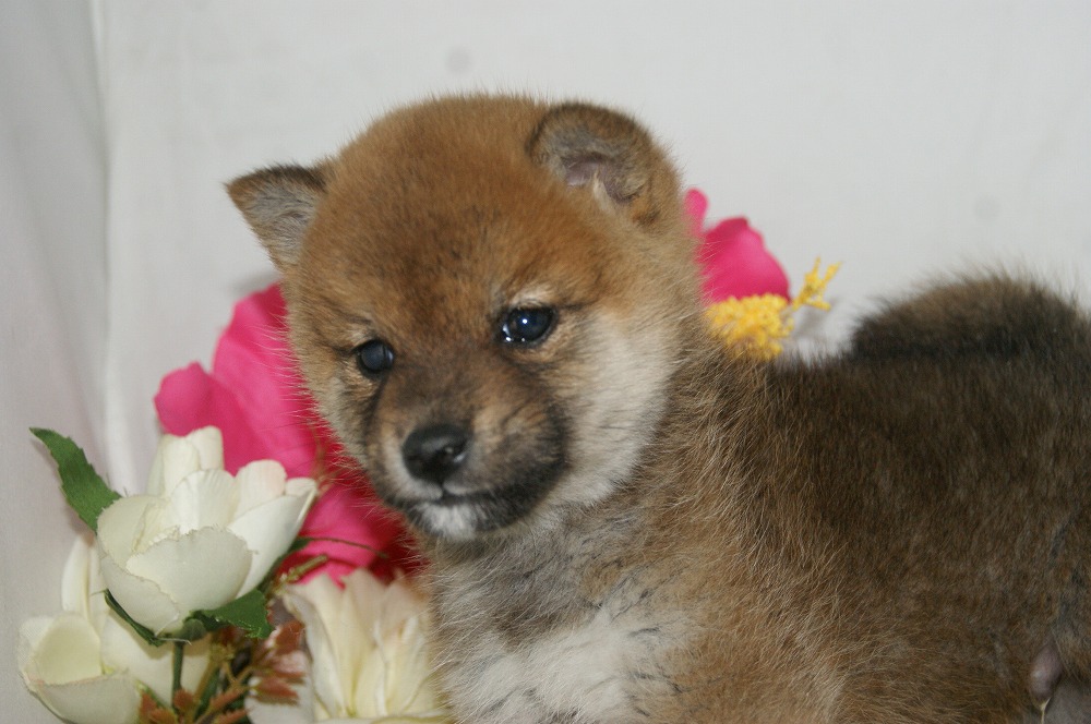 宮城県ペットショップ/ペットショップ鈴花／豆柴子犬