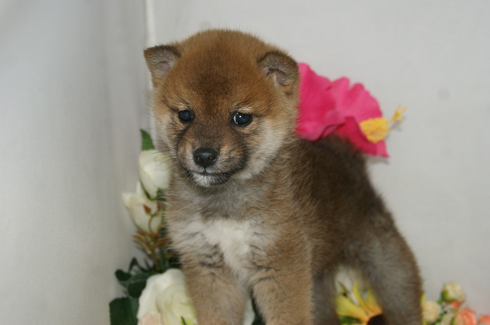 宮城県ペットショップ/ペットショップ鈴花　子犬情報／豆柴