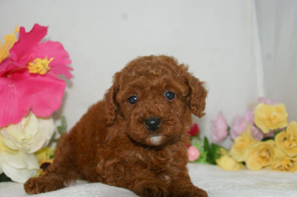 宮城県ペットショップ/ペットショップ鈴花／トイプードル子犬