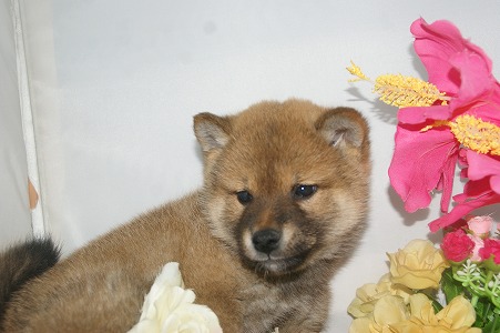 宮城県ペットショップ/ペットショップ鈴花　子犬情報／柴犬