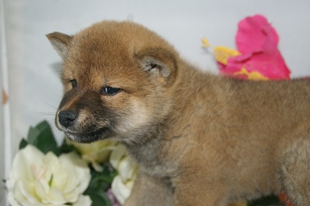 宮城県ペットショップ/ペットショップ鈴花　子犬情報／柴犬