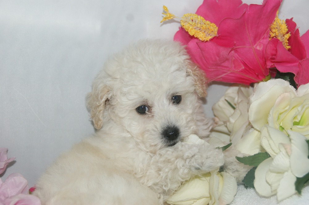 宮城県ペットショップ/ペットショップ鈴花　子犬情報／トイプードル