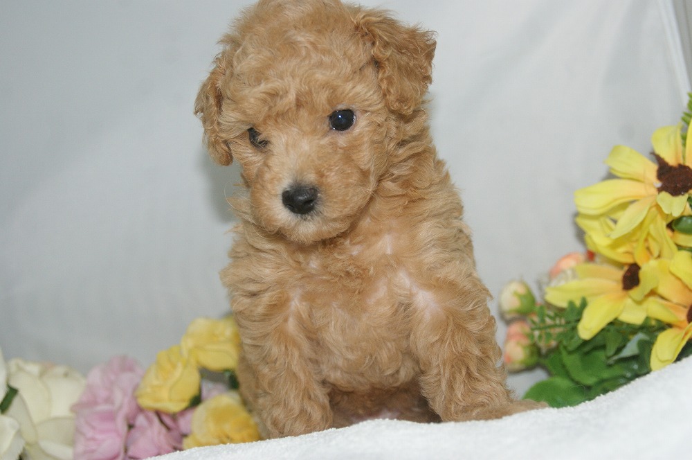 宮城県ペットショップ/ペットショップ鈴花 子犬情報/ハーフ犬