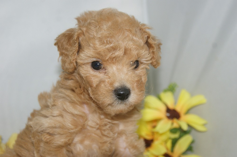 宮城県ペットショップ/ペットショップ鈴花 子犬情報/ハーフ犬