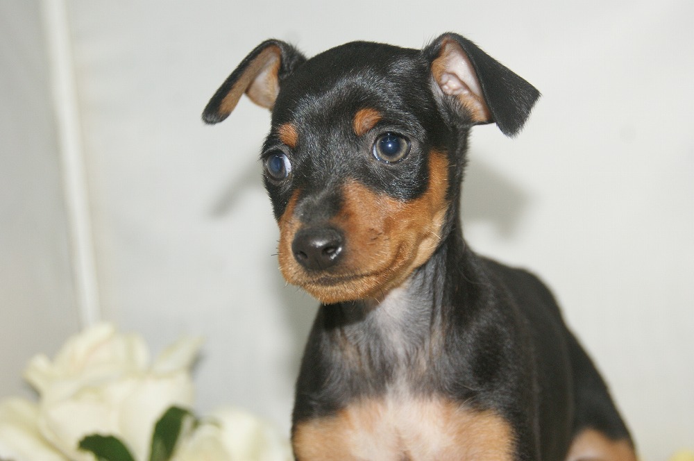 宮城県ペットショップ/ペットショップ鈴花 子犬情報/ ミニチュアピンシャー犬