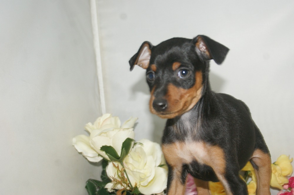 宮城県ペットショップ/ペットショップ鈴花 子犬情報/ ミニチュアピンシャー犬