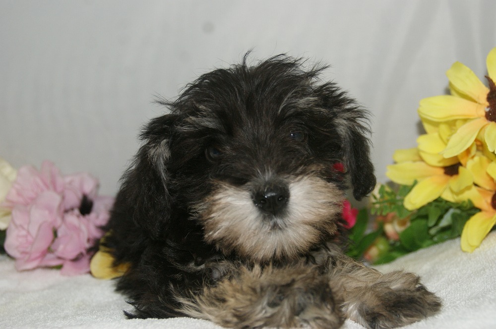 宮城県ペットショップ/ペットショップ鈴花 子犬情報/ ミニチュアシュナウザー犬