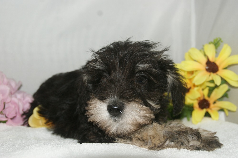 宮城県ペットショップ/ペットショップ鈴花 子犬情報/ ミニチュアシュナウザー犬