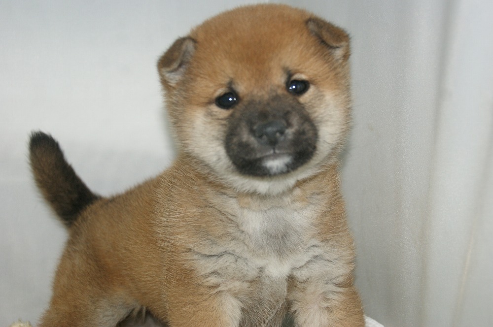 宮城県ペットショップ/ペットショップ鈴花／柴犬