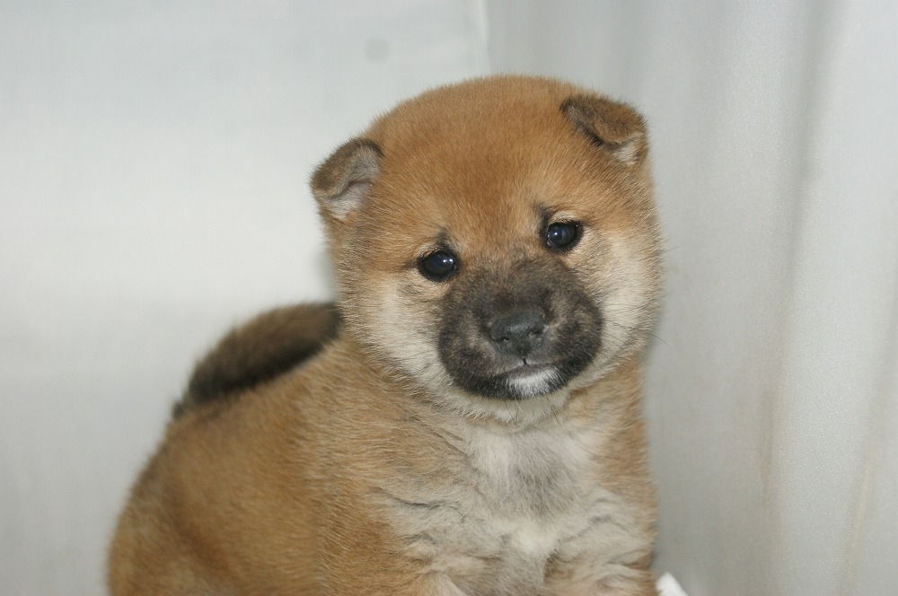 宮城県ペットショップ/ペットショップ鈴花　子犬情報／柴犬