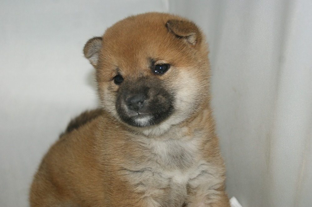 宮城県ペットショップ/ペットショップ鈴花　子犬情報／柴犬