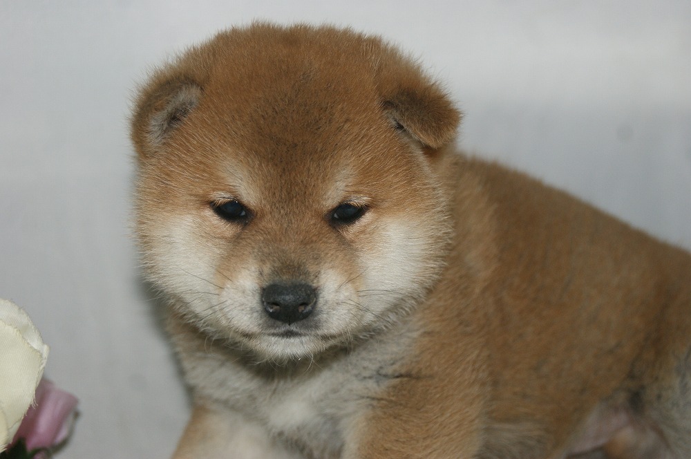 宮城県ペットショップ/ペットショップ鈴花／柴犬