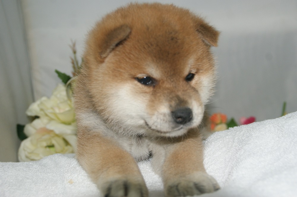 宮城県ペットショップ/ペットショップ鈴花　子犬情報／柴犬