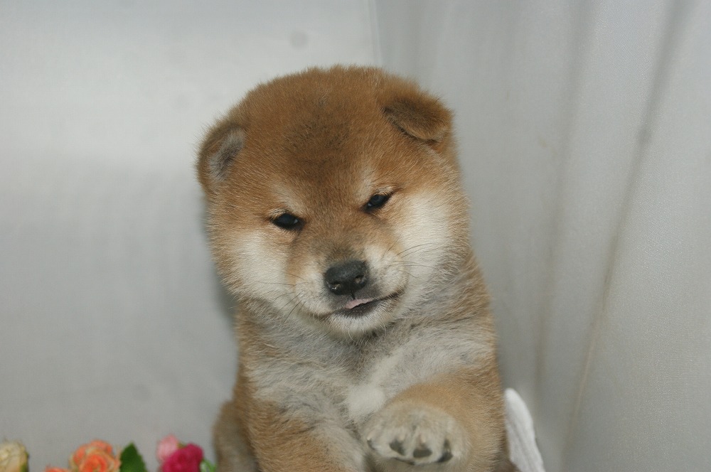 宮城県ペットショップ/ペットショップ鈴花　子犬情報／柴犬