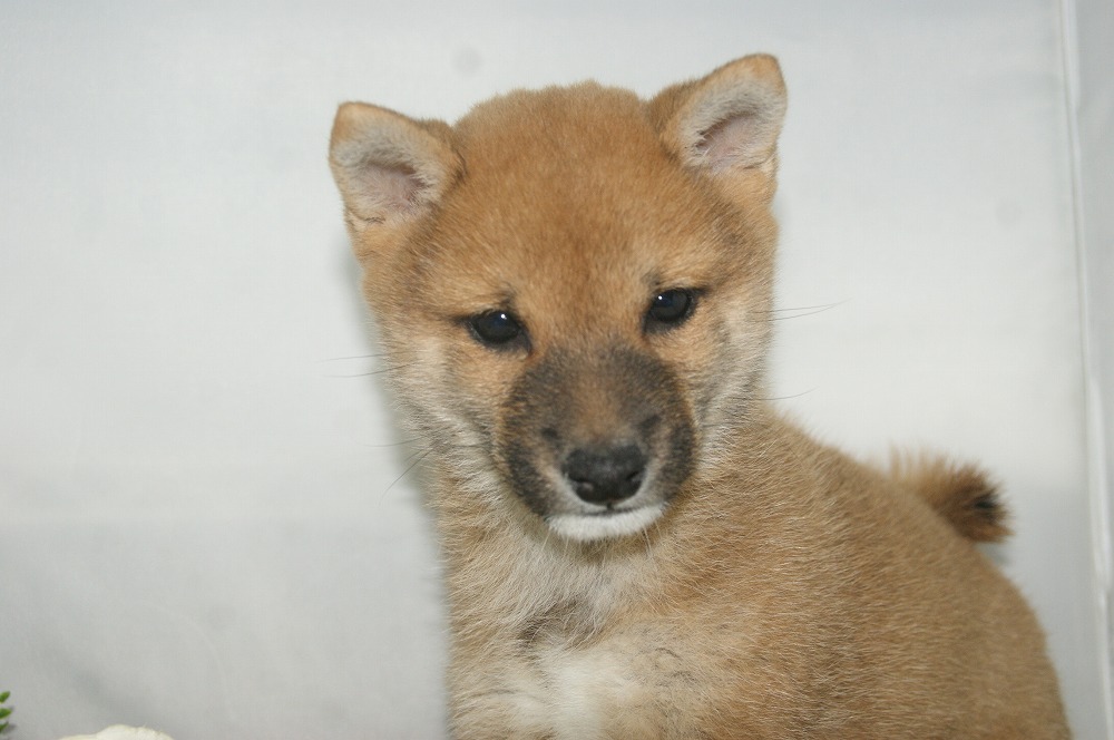 宮城県ペットショップ/ペットショップ鈴花／豆柴