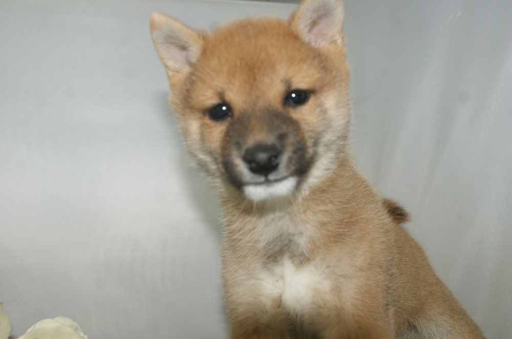 宮城県ペットショップ/ペットショップ鈴花　子犬情報／豆柴