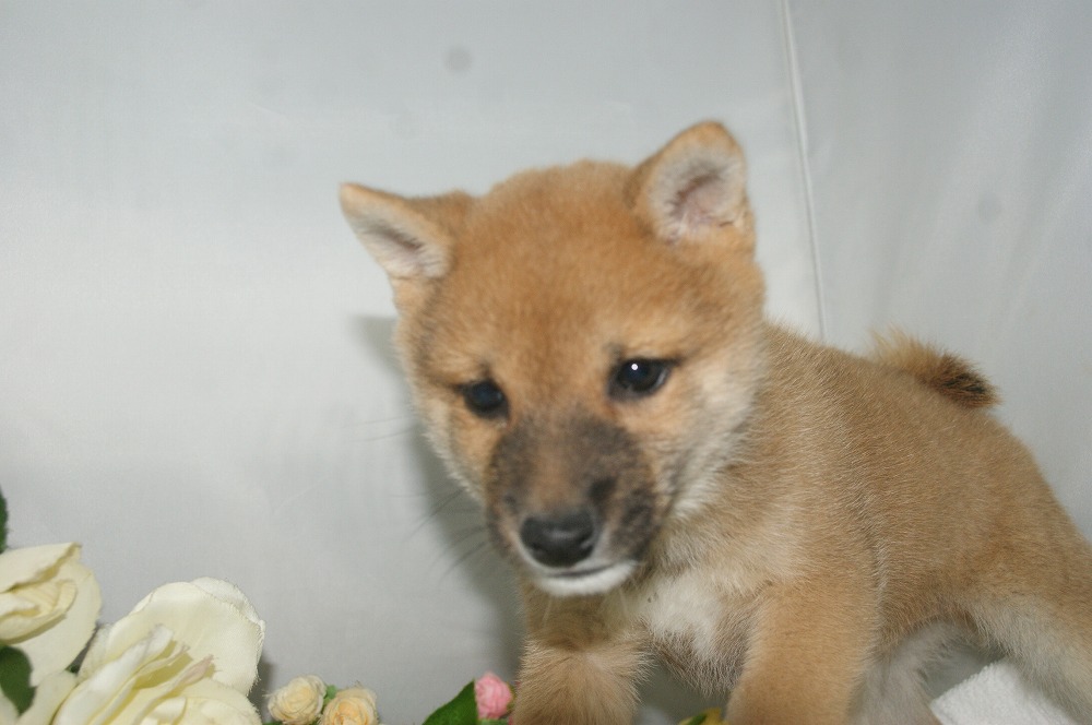 宮城県ペットショップ/ペットショップ鈴花　子犬情報／豆柴