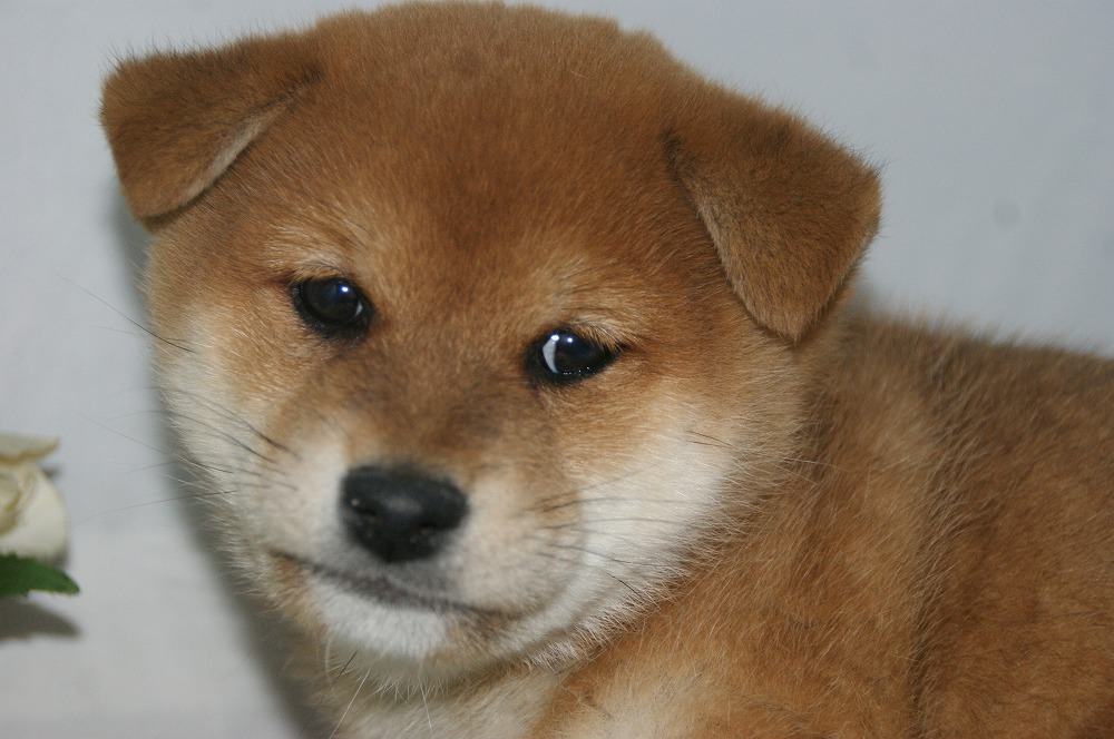 宮城県ペットショップ/ペットショップ鈴花/柴犬