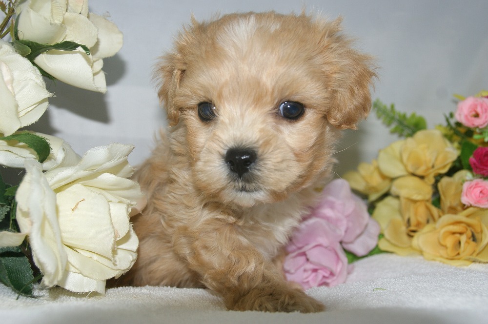 宮城県ペットショップ/ペットショップ鈴花 子犬情報/ハーフ犬