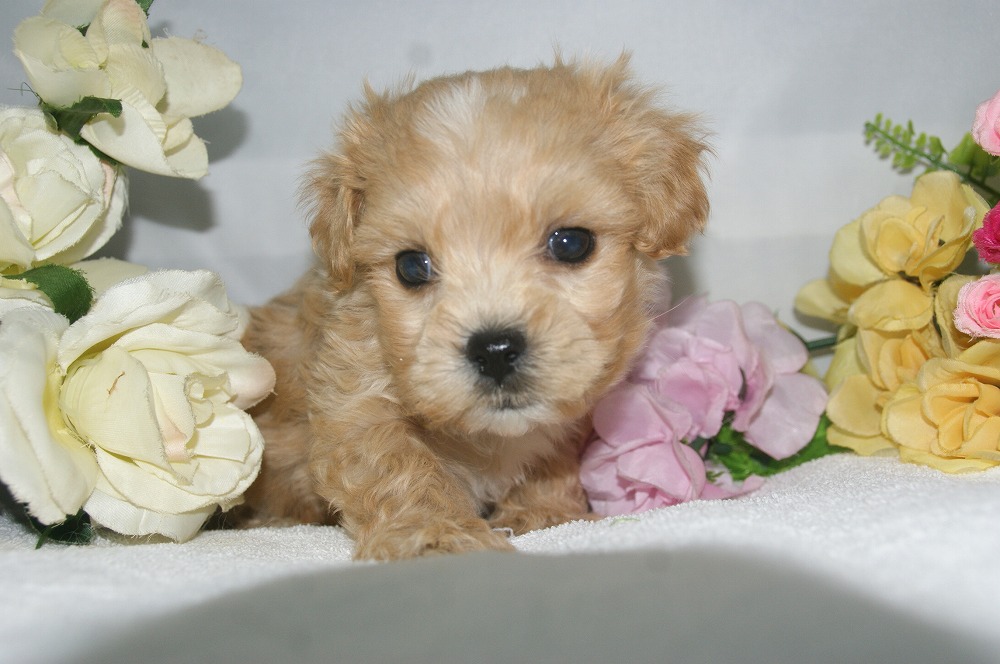 宮城県ペットショップ/ペットショップ鈴花 子犬情報/ハーフ犬