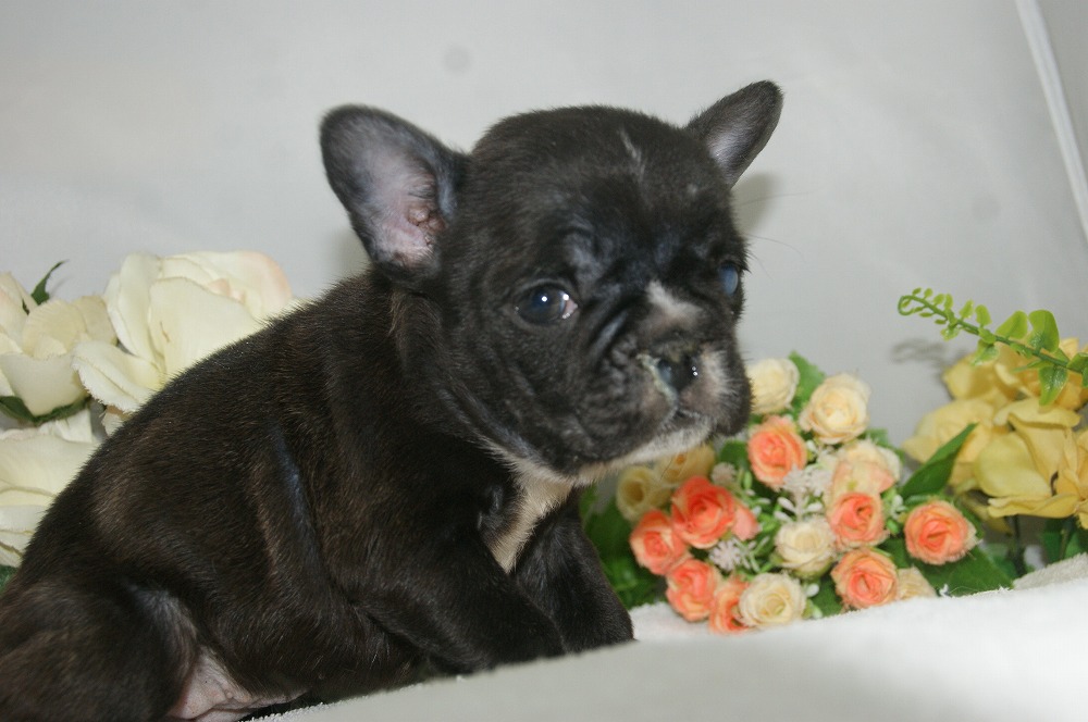 宮城県ペットショップ/ペットショップ鈴花／フレンチブルドッグ子犬