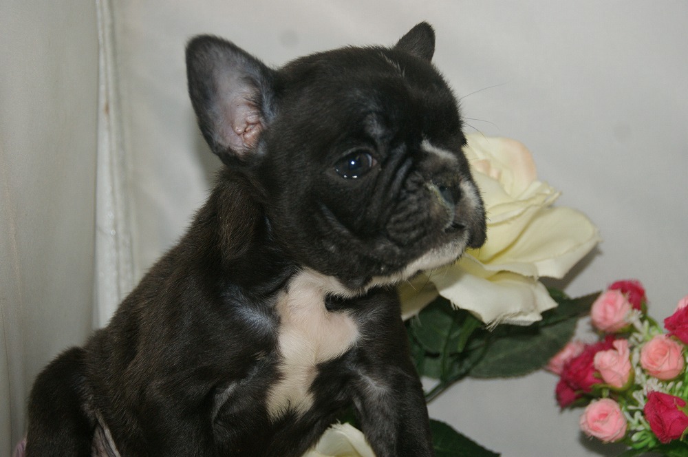 宮城県ペットショップ/ペットショップ鈴花　子犬情報／フレンチブルドッグ犬