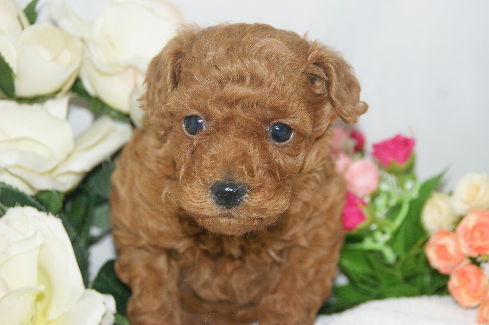 宮城県ペットショップ/ペットショップ鈴花　子犬情報／トイプードル子犬
