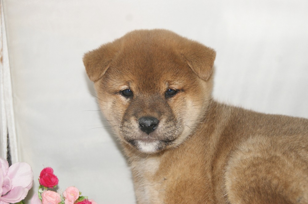 宮城県ペットショップ/ペットショップ鈴花 子犬情報/柴犬