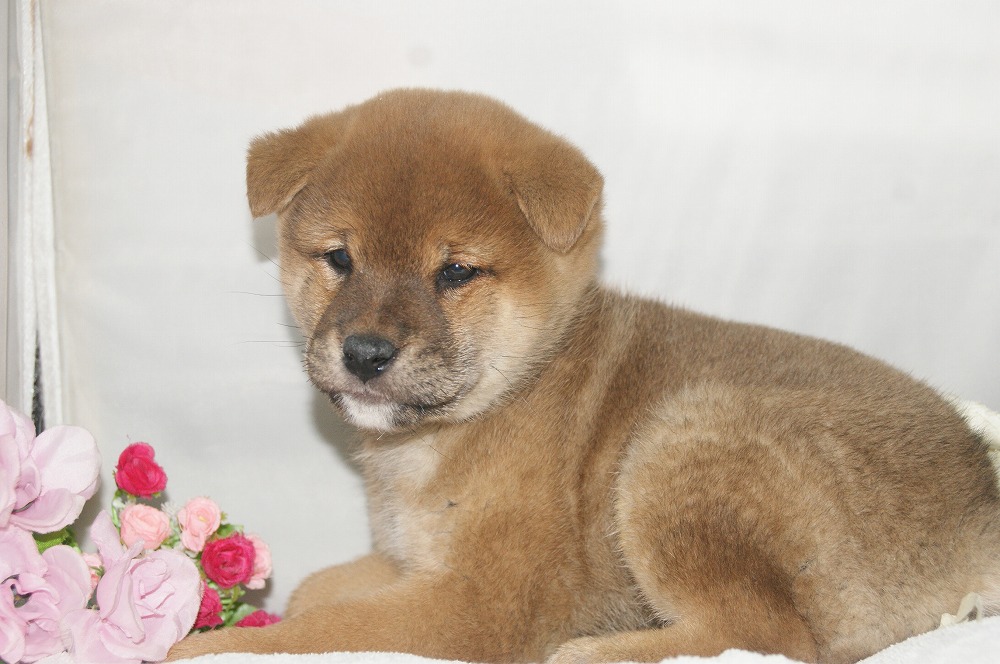 宮城県ペットショップ/ペットショップ鈴花 子犬情報/柴犬