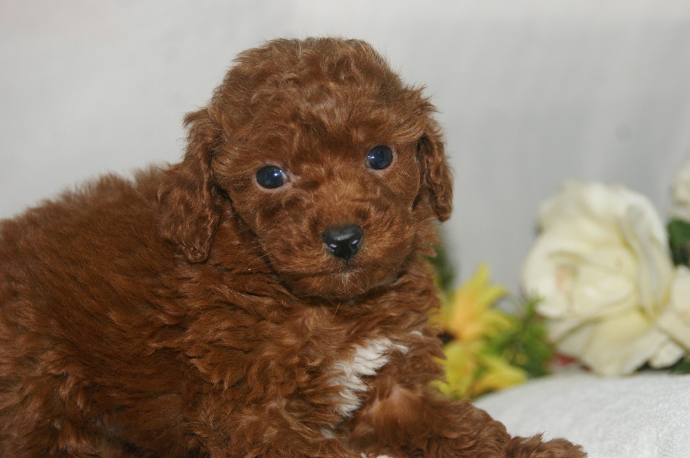 宮城県ペットショップ/ペットショップ鈴花 子犬情報/トイプードル子犬