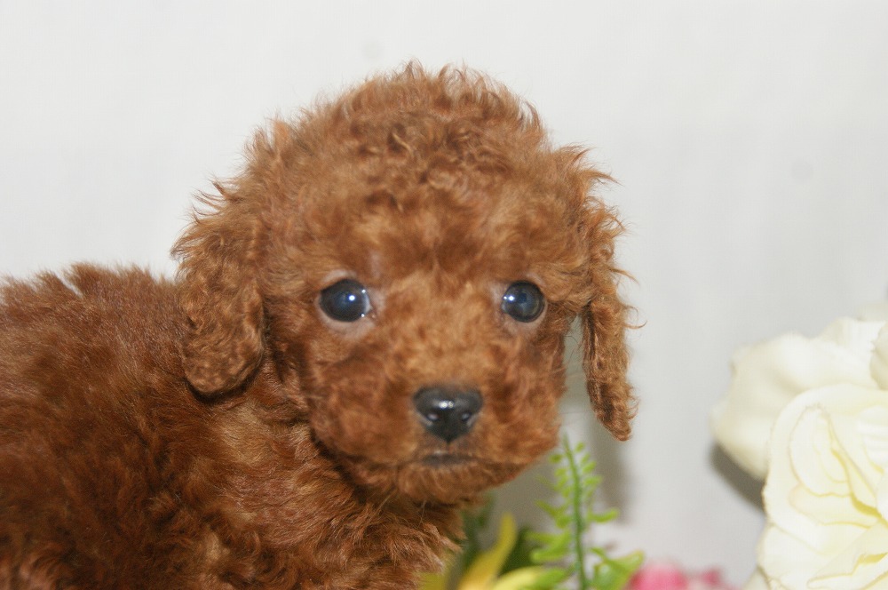 宮城県ペットショップ/ペットショップ鈴花 子犬情報/トイプードル子犬